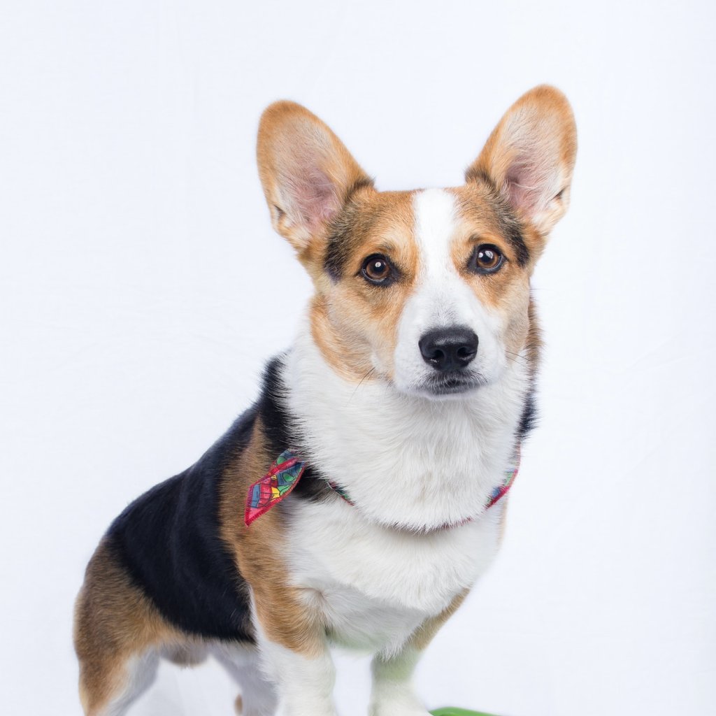 Temperature monitoring devices